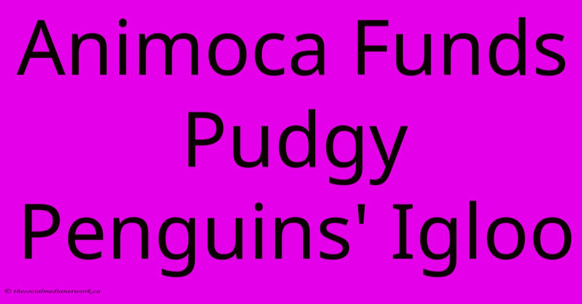 Animoca Funds Pudgy Penguins' Igloo