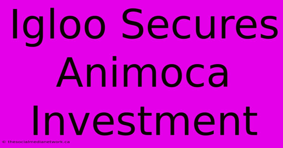 Igloo Secures Animoca Investment