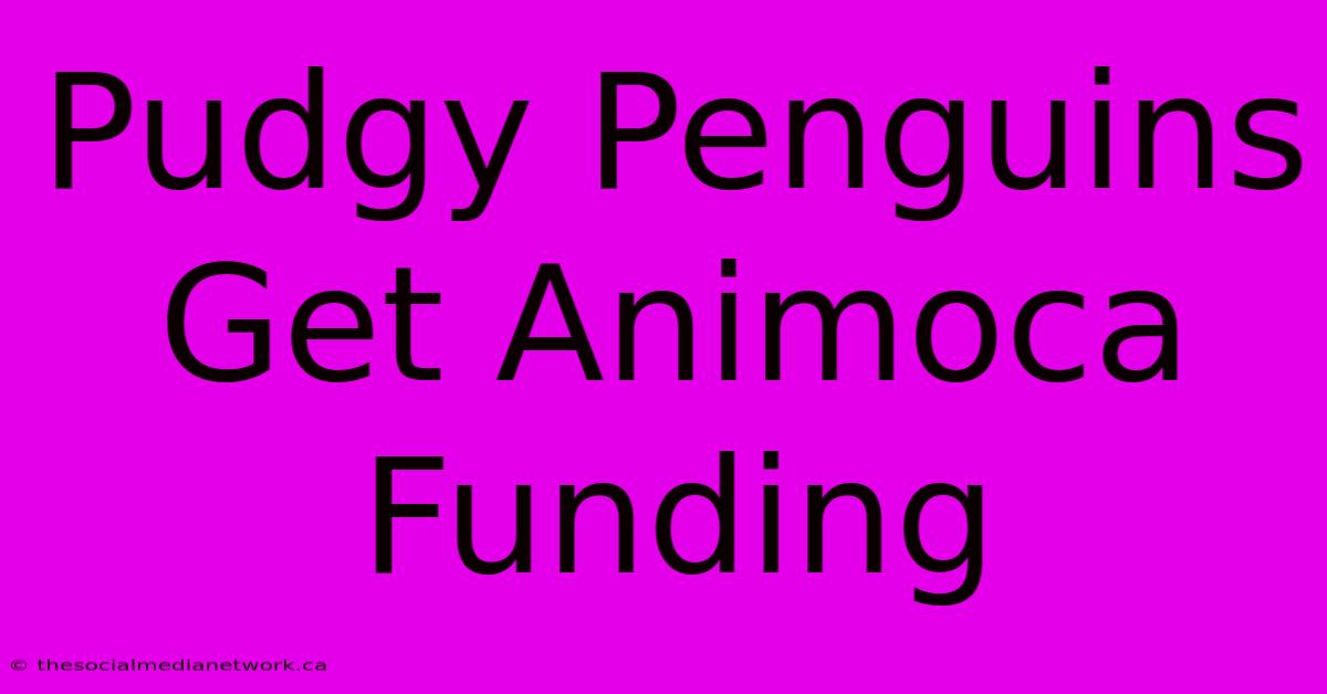 Pudgy Penguins Get Animoca Funding