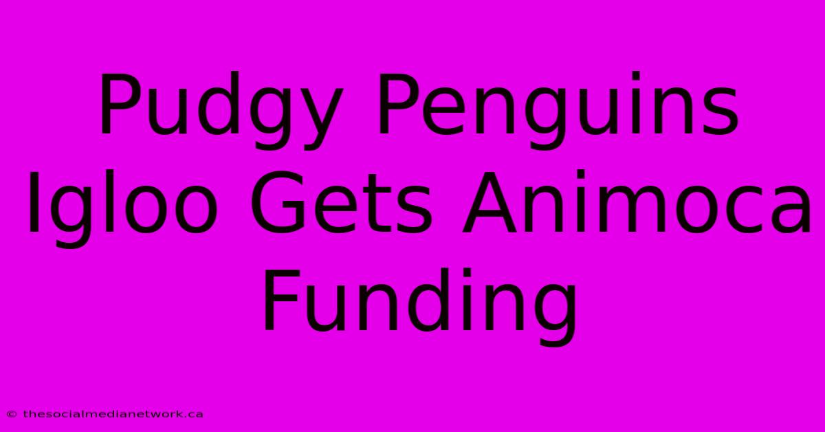 Pudgy Penguins Igloo Gets Animoca Funding