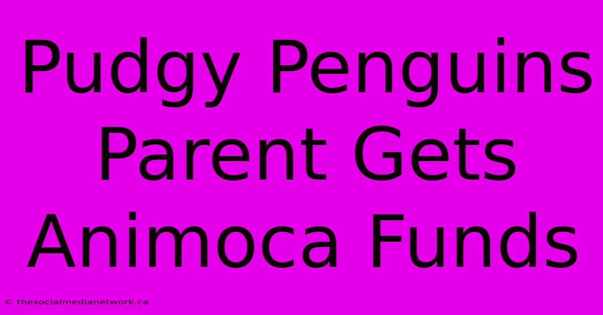 Pudgy Penguins Parent Gets Animoca Funds