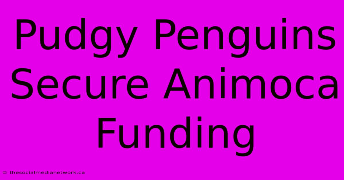 Pudgy Penguins Secure Animoca Funding