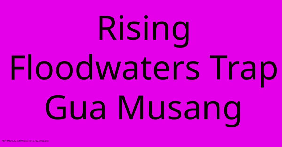 Rising Floodwaters Trap Gua Musang Rising Floodwaters Trap Gua Musang